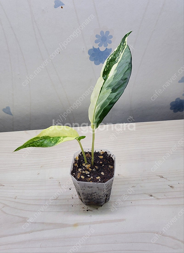 밤비노핑크바리,에피바리,에피민트,트루비문라이트,마블스킨,아미드리움미디움실버,풀민트히메,화이트민트히메,무늬히메,베놈 ...--7